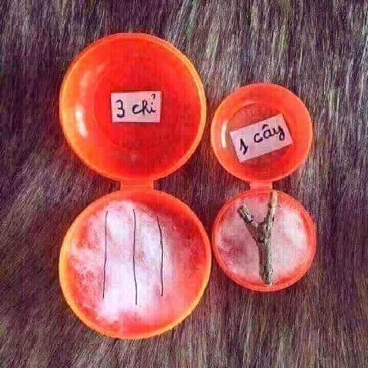 "3 chỉ và 1 cây em chọn bên nào"