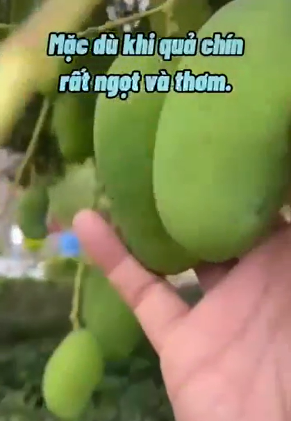 Cụ thể trong clip, cô gái này đã nói rằng: Ở Trung Quốc người ta trồng xoài để lọc không khí nha mọi người. Các bạn hãy nhìn xung quanh của mình toàn là cây xoài thôi. Xoài ra trái chùm chùm luôn, nhìn xanh tốt và rất đã mắt...