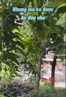 Nhưng mà không được ăn đâu nha mặc dù quả chín rất ngọt và thơm. Vì xoài trồng như này là để lọc không khí, lọc đất và nước. Ngoài ra, trồng xoài cũng là để giữ gìn mỹ quan đô thị. Người dân được khuyến cáo không nên ăn vì trái không đạt chuẩn cho người ăn"... TikToker người Việt cho biết thêm.