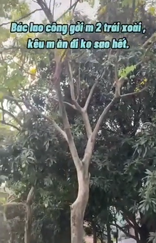 Hóa ra bởi những quả xoài này không đạt tiểu chuẩn để ăn mà công dụng chính của nó chỉ là lọc bụi và không khí.