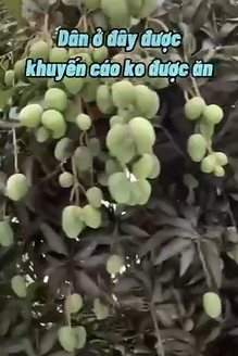 Dù xoài mọc đầy đường nhưng người dân tại Trung Quốc khuyển cáo không được ăn.