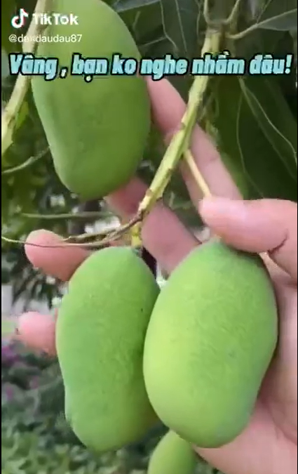 Mới đây, một TikToker người Việt đang công tác tại Trung Quốc đã hé lộ nguyên nhân vì sao đất nước tỷ dân này lại trồng xoài đầy đường như thế nhưng lại không ăn.