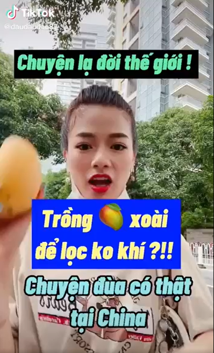 Cách đây không lâu, nhiều người đã không khỏi bất ngờ khi thấy hình ảnh nguyên 1 con đường mọc đầy quả xoài, cây nào cây nấy ra quả sai lúc lỉu, vừa nhìn đã muốn lao vào hái lấy hái để đem hết về nhà xơi.