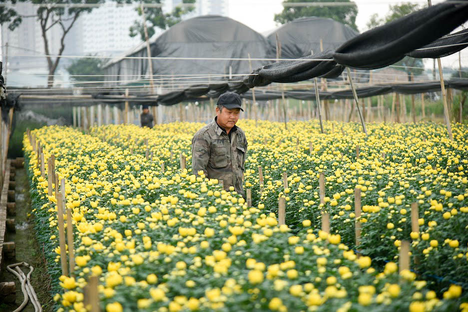 Làng hoa Tây Tựu (quận Bắc Từ Liêm) được ví là thủ phủ trồng và cung cấp hoa lớn nhất của Hà Nội. Nơi đây cùng với Mê Linh là vựa hoa lớn nhằm phục vụ cho người dân Thủ đô và xuất khẩu sang các địa phương khác trên khắp cả nước.