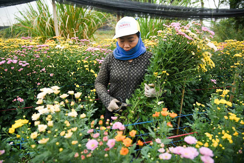 Nhờ chuyển đổi kỹ thuật trồng và chăm sóc hoa Tây Tựu được nhiều vị khách ưa chuộng, đặc biệt vào những dịp lễ lớn hay cận Tết số lượng hoa trồng của người dân không đủ so với nhu cầu của thị trường.