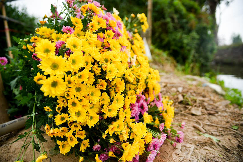 "Mấy tuần trước một bó cúc chỉ có giá 40.000-50.000 đồng nhưng đến bây giờ giá bán buôn đã lên 100.000-140.000 đồng cho 50 bông. Gần Tết giá sẽ còn tăng nữa nếu hoa trở nên khan hiếm", ông Vũ nói thêm.