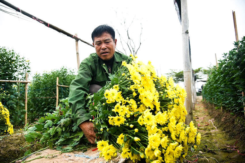 Từ Hà Nội, có thể bắt xe buýt tuyến số 19, số 21 hoặc tuyến xe số 57 đến điểm dừng Nhà Văn Hoá Yên Nội, bạn đi khoảng 500m, 600m là đến làng hoa Tây Tựu.