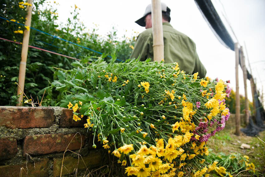 Ngoài những loại hoa thông dụng như: hoa cúc, hoa ly, hoa hồng... người dân ở đây còn trồng và thu hoạch các loài hoa khác như hoa tứ quý nhằm phục vụ nhu cầu người mua. Được biết, giá của mỗi loại hoa này là 150.000 đồng/bó/50 cây.