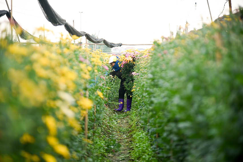Nhiều tiểu thương đến mua trực tiếp tại vườn cho biết, mọi năm thì sẽ được chủ vườn vận chuyển vào tận nơi khi cần, nhưng năm nay khan hiếu các tiểu thương phải vào tận vườn để gom. Được biết giá cúc năm nay nhập vào là: 140.000 đồng, giá bán ra khoảng 150.000-160.000 đồng đối với hoa cúc.