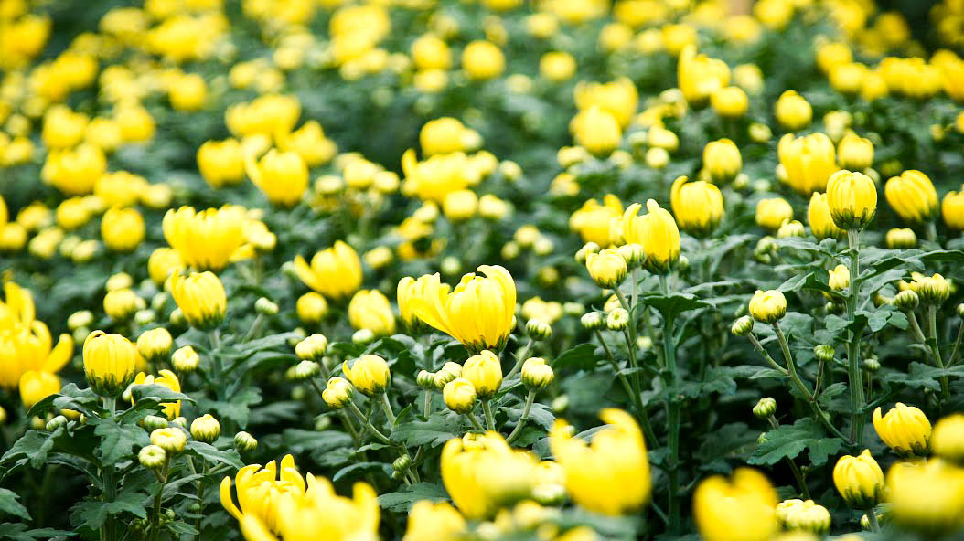 Tây Tựu có tổng diện tích đất hơn 200 ha trồng hoa bao gồm các loại như hoa cúc, hoa ly, hồng. Đây là những loại hoa được khách hàng chọn mua nhiều nhất vào Rằm tháng Chạp và Tết Nguyên đán mọi năm.