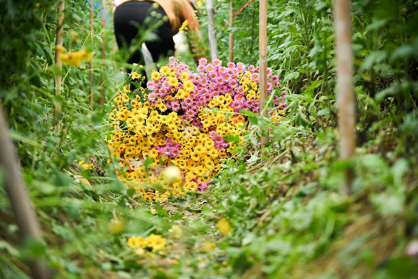 Hoa sau khi thu hoạch sẽ được đem vào lán để chia nhỏ thành từng đon (bó nhỏ) trước khi các chủ hàng đến lấy.