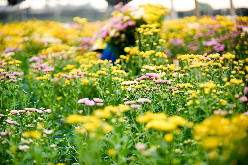 Theo ghi nhận của PV Tri Thức Cuộc Sống, các luống hoa tại Tây Tựu đã vào độ thu hoạch. Sau khi hái hoa để bán, người dân nơi phải pải gieo ngay giống mới để kịp phục vụ cho dịp Tết đang cận kề.