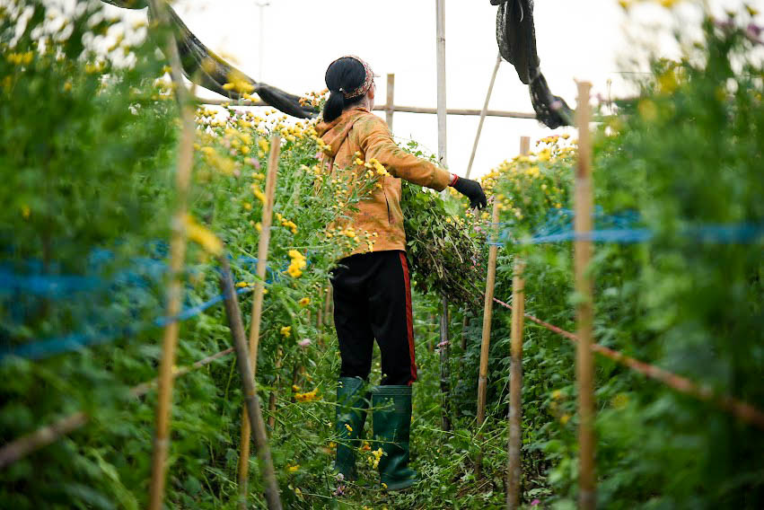 Ông Đặng Trần Vũ với hơn 400 m2 trồng hoa cúc cho biết: "Bình thường thì tôi và vợ chăm sóc vườn hoa, nhưng những ngày cuối năm vì khối lượng công việc và thu hoạch hoa nhiều nên phải huy động thêm người nhà ra giúp. Mấy năm trước do ảnh hưởng bởi dịch bệnh lượng tiêu thụ chậm, năm nay mọi thứ đang dần ổn định nên sức mua cao hơn".