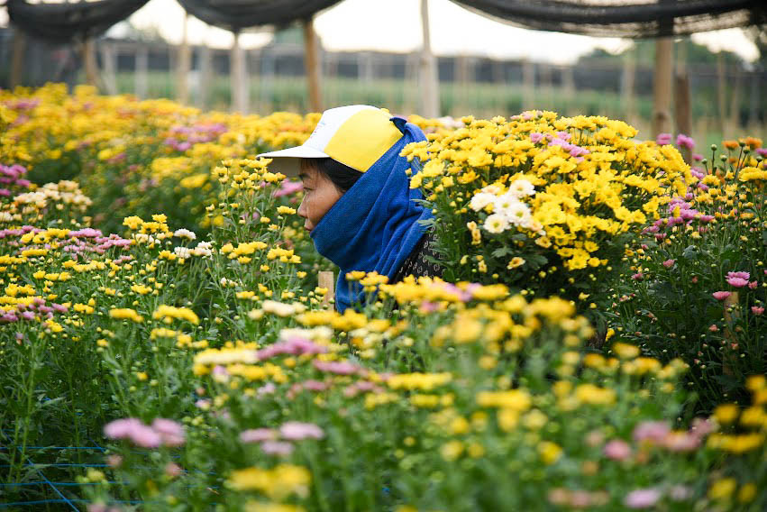 Dù được đánh giá là vựa hoa lớn của Hà Nội những năng suất thu hoạch của hoa Tây Tựu còn phụ thuộc vào nhiều yếu tố như kỹ thuật trồng và chăm sóc còn yếu tố quyết định chính là thời tiết. Nếu trời nắng ấm, độ ẩm cao thì hoa sẽ dễ nở, còn nếu hoa xấu sẽ bị mất giá.