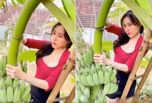 Mới đây, bà Tưng lại chia sẻ thêm hai clip đi cắt chuối và nhổ sắn. "Mời cả nhà ăn sắn nhà em, quá xuất sắc, miền Trung quê em gọi là sắn. Mấy hôm nay trời mưa, đất mềm nên chỉ cần dùng sức xíu là sắn sẽ lên cả chùm vậy. Cả nhà thấy sắn có to không? Lúc nãy em nấu lên thơm ngon lắm! Em sống ảo mệt quá, thả tim em với nhé".