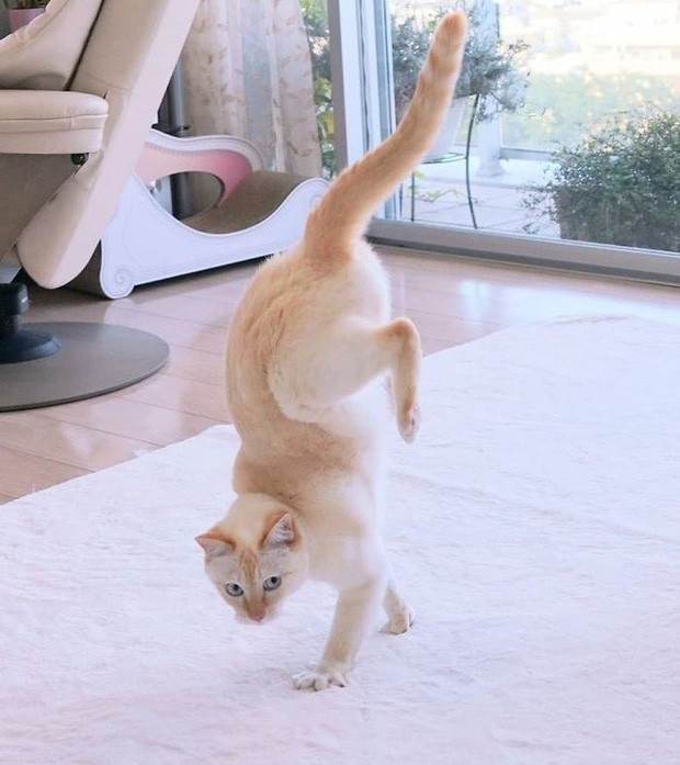 Chứng kiến màn nhảy hip hop và cái kết của chú mèo, hàng chục nghìn thành viên mạng tỏ ra thích thú vô cùng, bàn tán ầm ĩ.