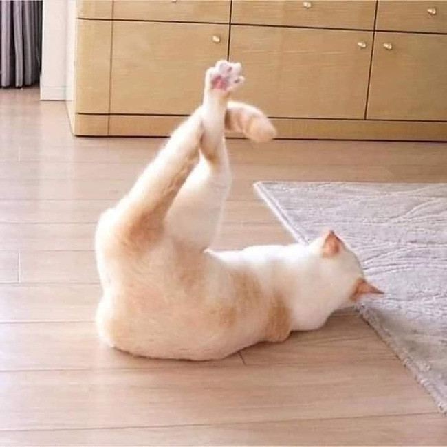 Mới đây trên MXH, dân tình truyền tay nhau những bức ảnh chú mèo nhảy hip hop với các động tác quay đầu, "trồng chuối" 1 tay, nhào lộn... cực điêu luyện.