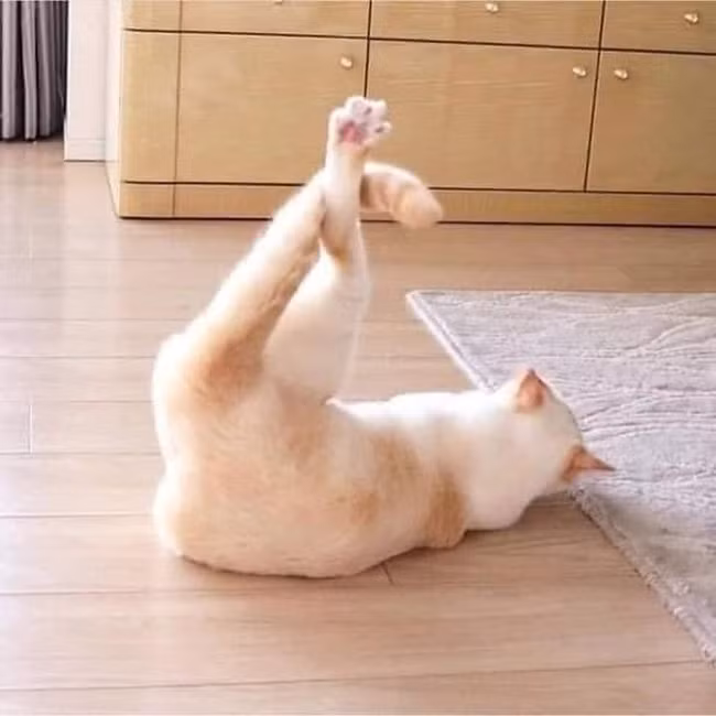 Mới đây trên MXH, dân tình truyền tay nhau những bức ảnh chú mèo nhảy hip hop với các động tác quay đầu, "trồng chuối" 1 tay, nhào lộn... cực điêu luyện.