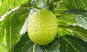 Nhìn quả Sake vẻ ngoài rất giống quả mít nhưng thực chất phần bên trong sẽ khác rất nhiều.