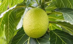 Nhìn quả Sake vẻ ngoài rất giống quả mít nhưng thực chất phần bên trong sẽ khác rất nhiều.