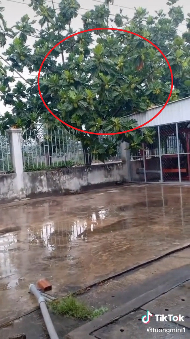 Điều này khiến ai cũng thắc mắc, bởi thông thường, mít sẽ ra quả ở đoạn giữa cành hoặc thân. Thế nhưng khi nhìn đến chiếc cây mà chàng trai này nói tới, ai cũng nhận ra đây chỉ là một "cú lừa"