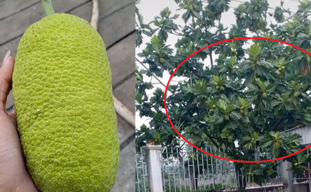 Thời gian gần đây, cư dân mạng thi nhau khoe những cây mít với quả trũi cành khiến người xem vô cùng thích thú.