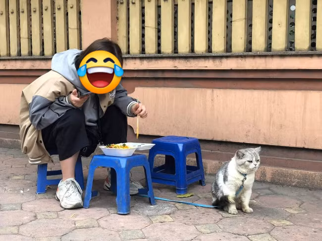 Dù cho chủ nhân có nịnh ra sao, chú mèo vẫn kiên quyết tuyệt thực để trừng phạt cho sai lầm này.