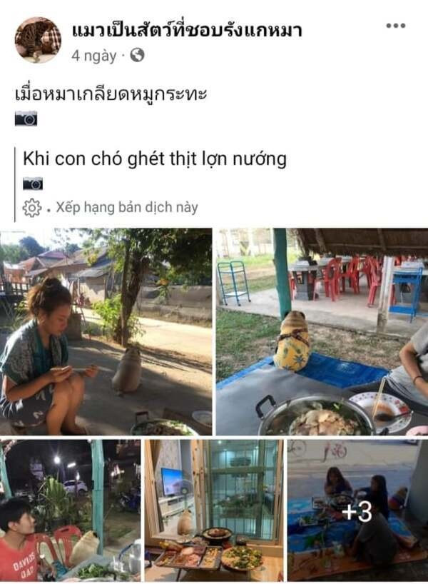 Những ngày gần đây, mạng xã hội đang “phát sốt” vì hàng loạt hình ảnh của chú chó thừa cân đến từ xứ sở chùa Vàng. Anh bạn có thói quen giận dỗi chủ nhân vì không chiều theo sở thích ăn uống của mình khiến nhiều người cười lăn lộn.