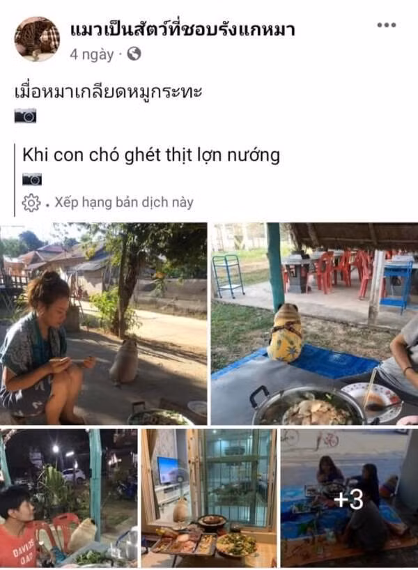 Những ngày gần đây, mạng xã hội đang “phát sốt” vì hàng loạt hình ảnh của chú chó thừa cân đến từ xứ sở chùa Vàng. Anh bạn có thói quen giận dỗi chủ nhân vì không chiều theo sở thích ăn uống của mình khiến nhiều người cười lăn lộn.