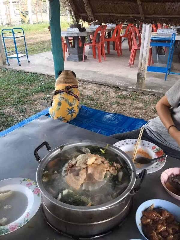 Theo đó, ngày 14/1, trên một diễn đàn yêu thú cưng của Thái Lan đăng tải hình ảnh của chú chó với dòng trạng thái: “Khi con nhà tui ghét thịt lợn".