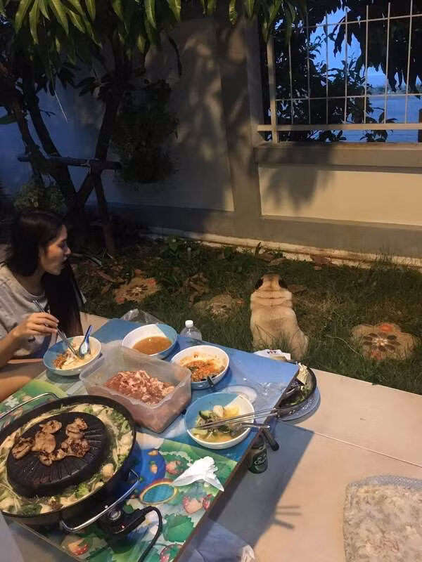 Thế nhưng, nếu trên bàn xuất hiện “món cấm kỵ” thì mười lần như một, anh bạn nhỏ sẽ tỏ thái độ cáu kỉnh. Nhìn bóng lưng dỗi hờn cả thế giới, ngồi một góc biểu tình làm cả nhà bật cười.