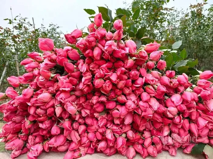 8/3: Hoa hong tang gia gap 5, dan buon tranh mua nha vuon chay hang-Hinh-2