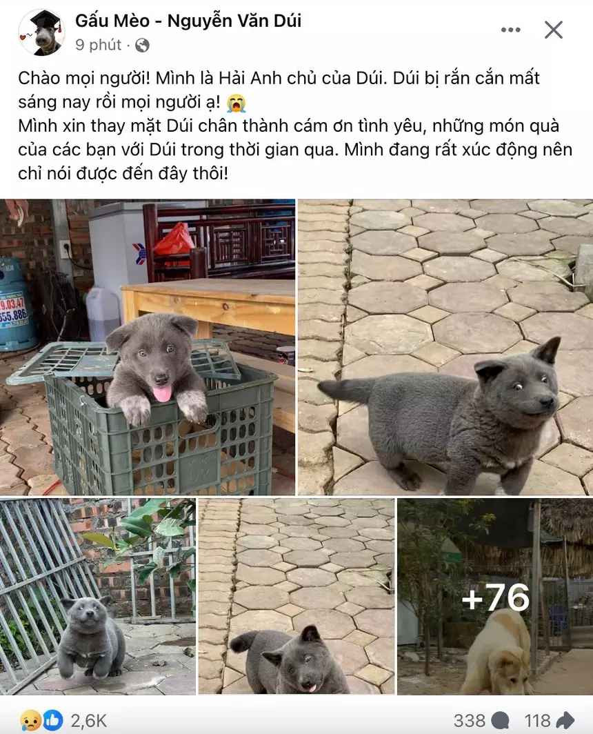 Sáng 18/10, Hải Anh - chủ nhân chú chó nổi tiếng Nguyễn Văn Dúi bất ngờ thông báo cún cưng của mình đã qua đời.