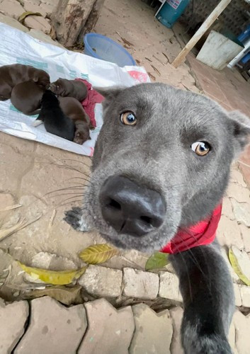 Không dừng lại ở Việt Nam, danh tiếng của Nguyễn Văn Dúi còn vươn ra cả cõi mạng quốc tế lên nhiều trang như Baidu, Twitter,... trở thành đề tài bàn tán xôn xao một thời.