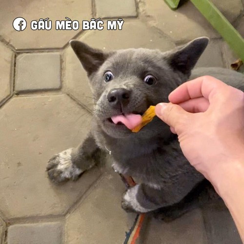 Một số meme của Dúi từng làm dậy sóng mạng xã hội