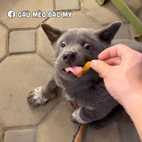 Một số meme của Dúi từng làm dậy sóng mạng xã hội