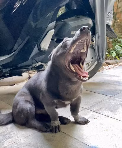 Nguyễn Văn Dúi ở thời điểm trước khi mất.