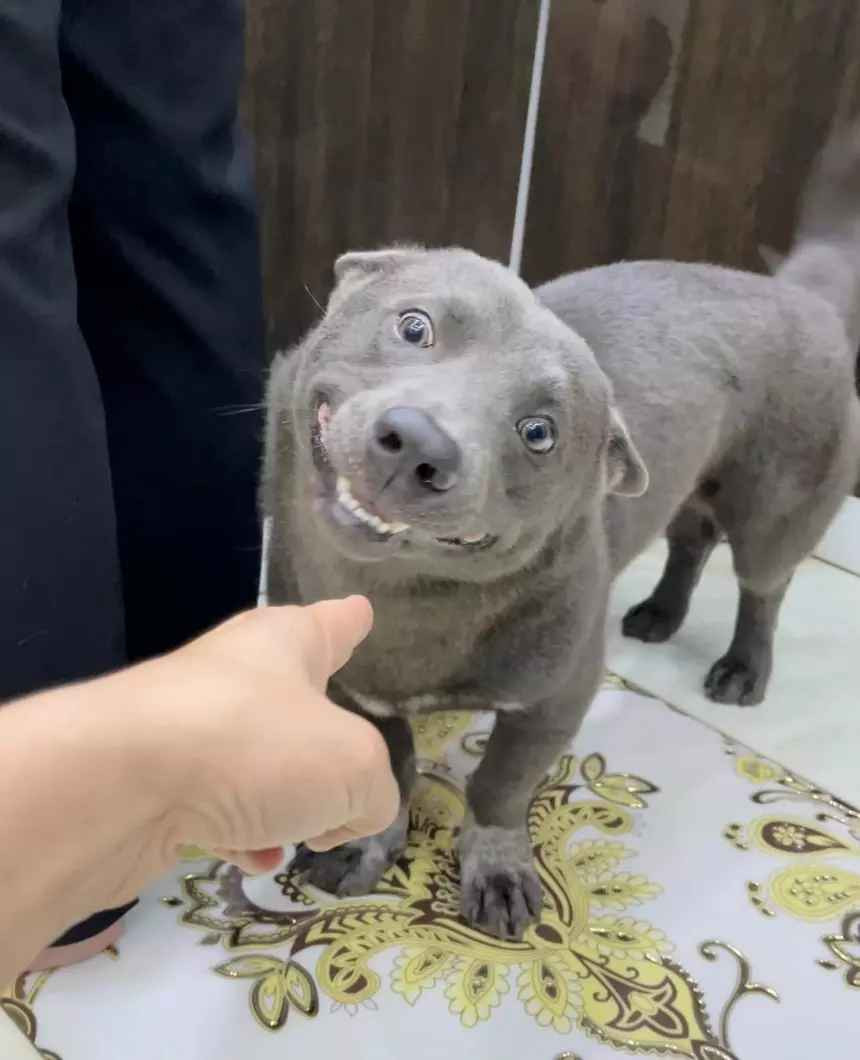 Được biết Nguyễn Văn Dúi bất ngờ nổi tiếng trên mạng từ khoảng cuối tháng 2/2020. Chú cún này gây ấn tượng vì gương mặt thích "cà khịa", thích nhây. Ngoài ra, vóc dáng bụ bẫm, bộ lông xám tro và đặc biệt là đôi mắt liếc liếc cũng khiến chú chó này trông hài hước hơn.