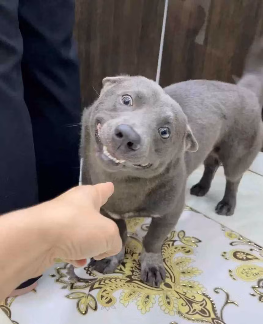 Được biết Nguyễn Văn Dúi bất ngờ nổi tiếng trên mạng từ khoảng cuối tháng 2/2020. Chú cún này gây ấn tượng vì gương mặt thích "cà khịa", thích nhây. Ngoài ra, vóc dáng bụ bẫm, bộ lông xám tro và đặc biệt là đôi mắt liếc liếc cũng khiến chú chó này trông hài hước hơn.