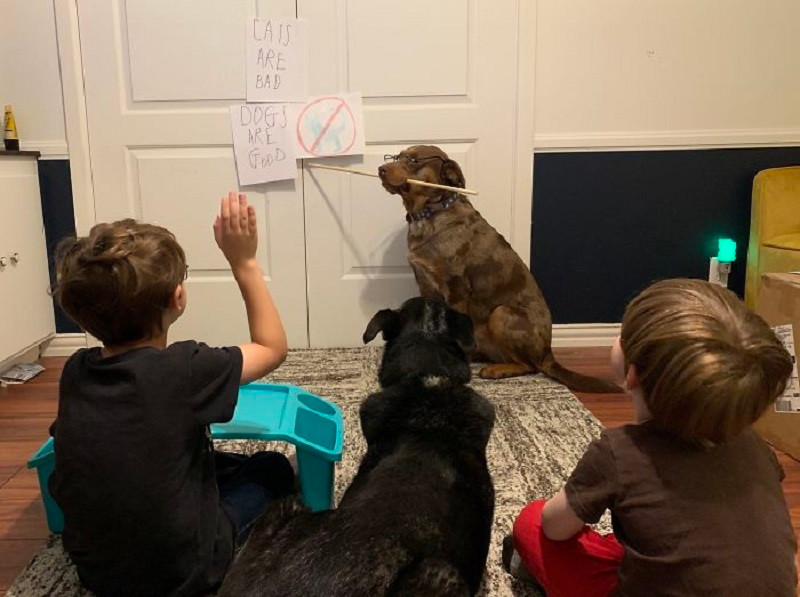 Mới đây, trên MXH các thành viên đã tổng hợp lại những khoảnh khắc khó đỡ được các bậc làm cha, làm mẹ đăng tải trong việc trông con trong những ngày nghỉ dịch thu hút sự chú ý của nhiều người.