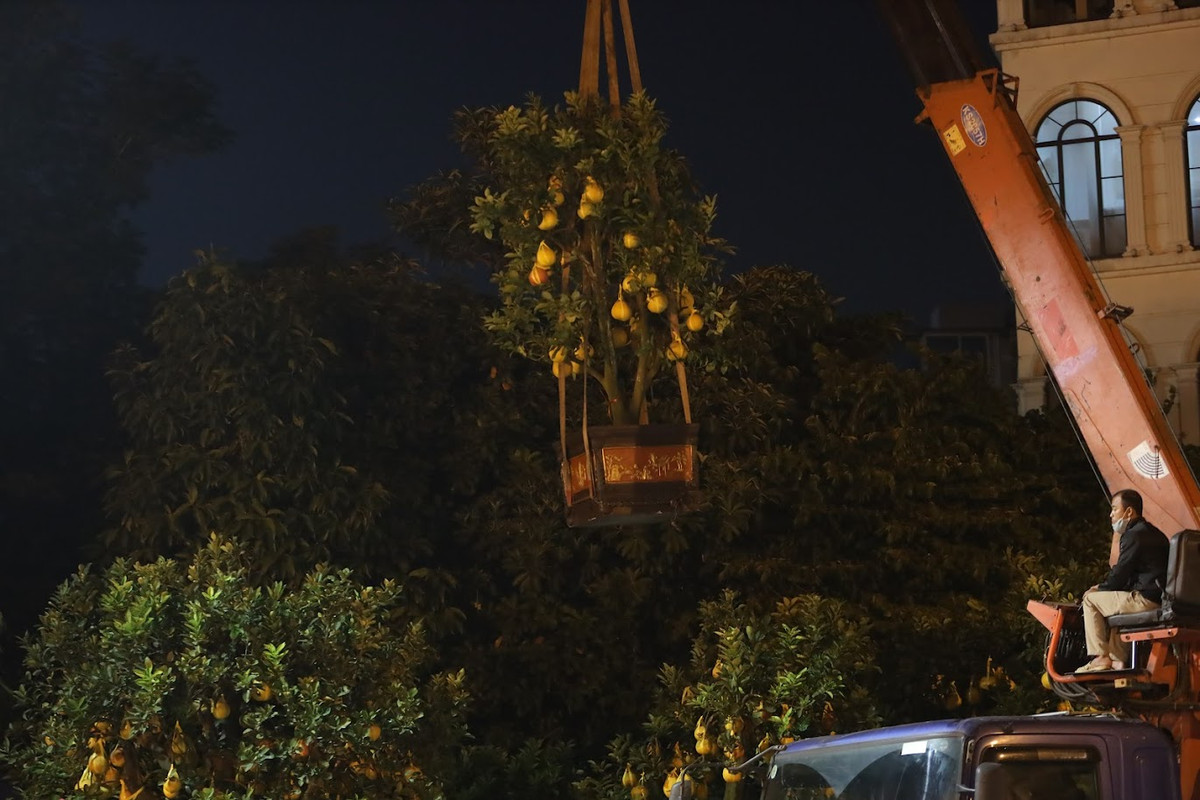 Những ngày cận Tết, không khó để gặp cảnh đào, quất, bưởi cảnh tràn ngập vỉa hè Hà Nội.