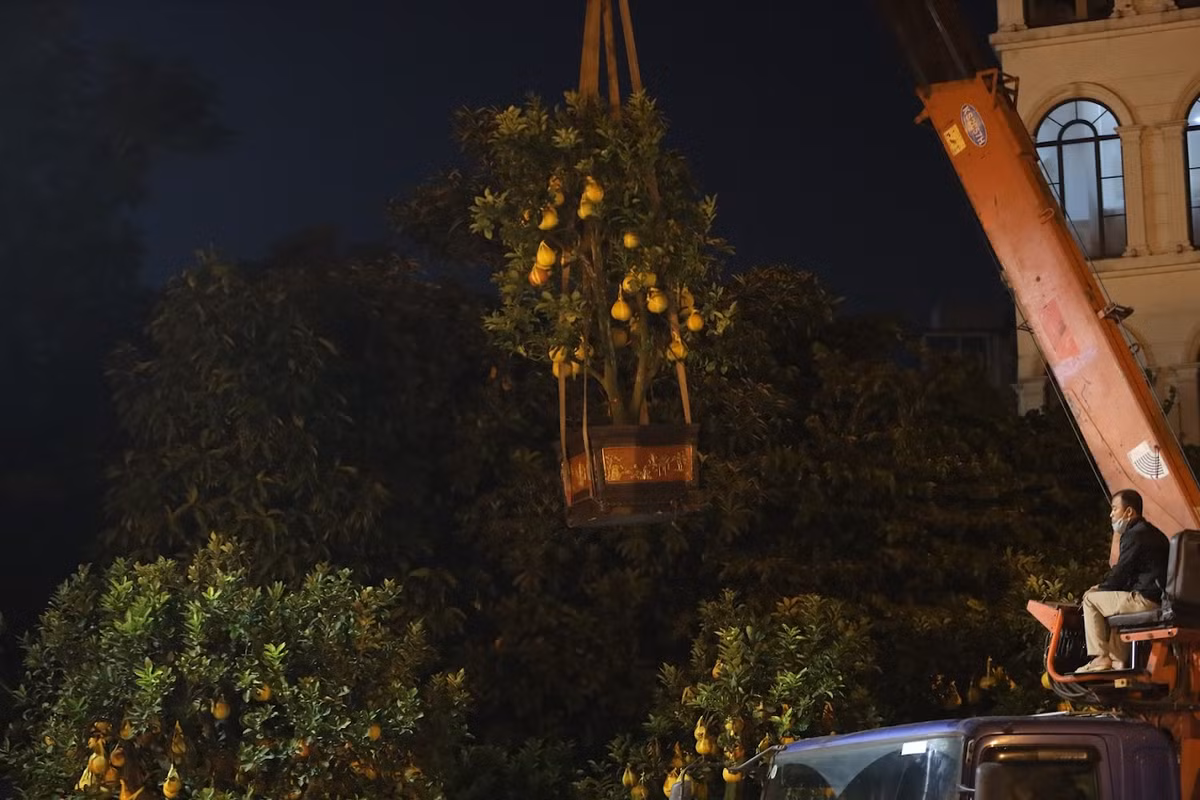 Những ngày cận Tết, không khó để gặp cảnh đào, quất, bưởi cảnh tràn ngập vỉa hè Hà Nội.