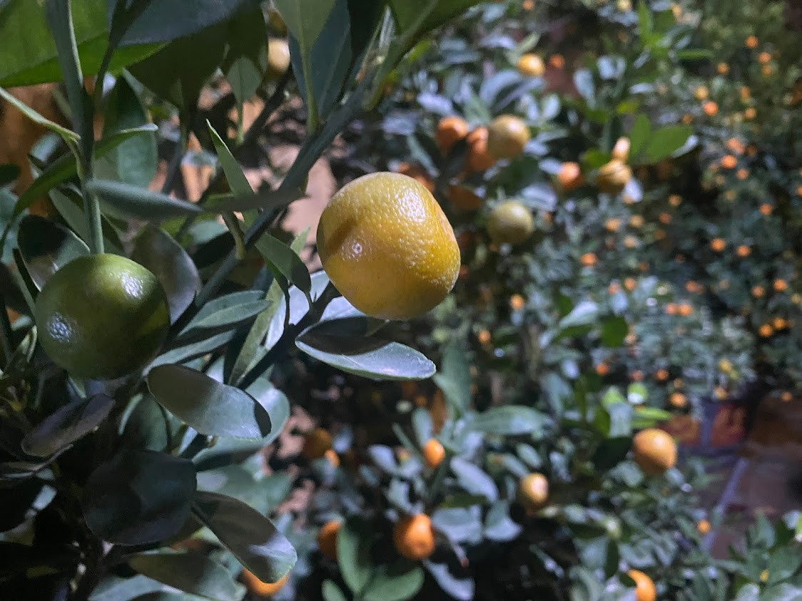 Anh Lâm (Dương Nội - Hà Nội) cùng anh trai nhiều năm buôn quất và hoa đào dịp Tết Nguyên đán. Năm nay, hai anh cũng buôn gần 300 gốc đào quất bầy bán trên vỉa hè khu vực Lê Văn Lương.