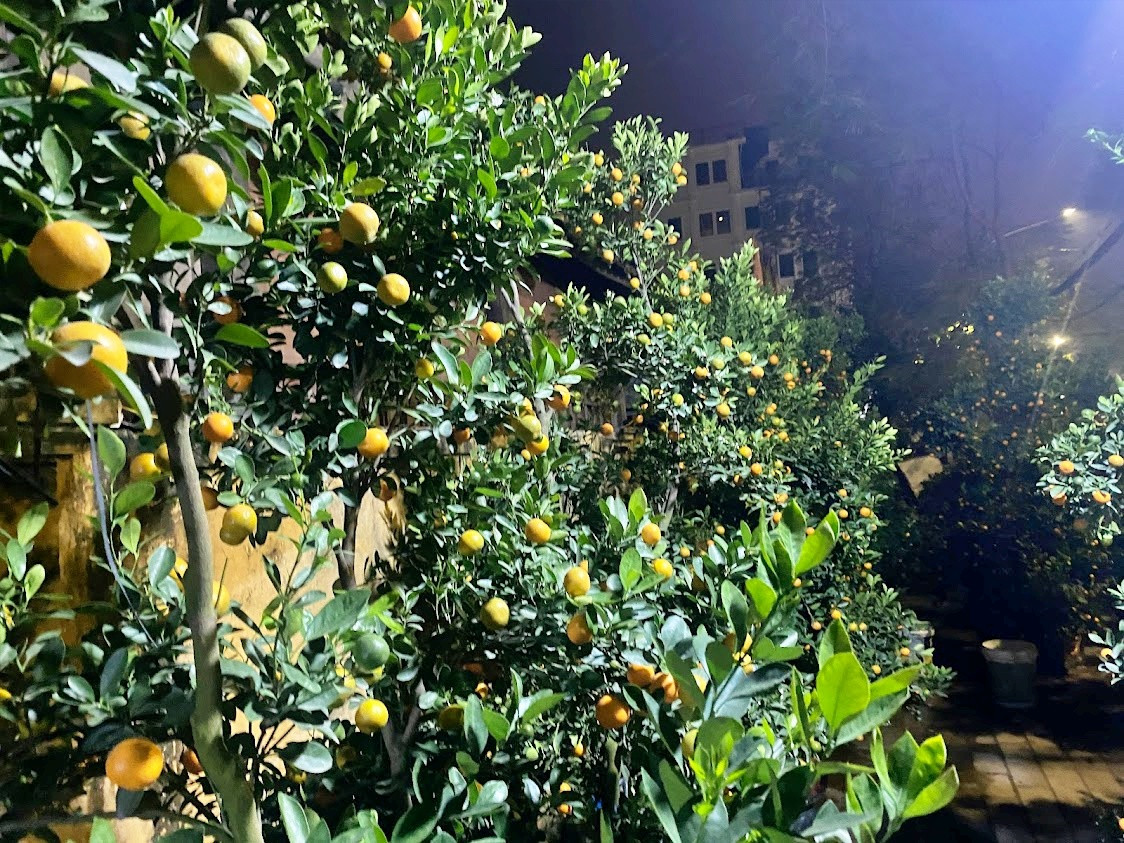 Dân buôn cây ngoài vỉa hè Hà Nội cho biết, quất đào hay các mặt hàng năm nay giá giảm mạnh, khách mua thưa thớt.