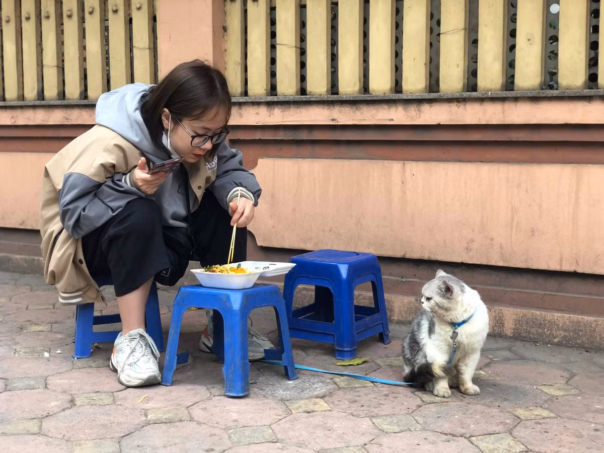 Theo thông tin đăng tải, chú mèo cưng gây sốt mạng trên có tên là Tom (2 tuổi), là giống mèo Anh lông ngắn.