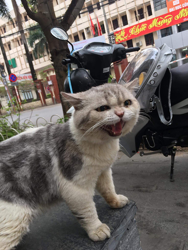 Mối bất hòa giữa Tom và Nhật Hoàng chỉ được hòa giải khi anh chàng cho mèo cưng ăn thịt gà – món ăn ưa thích thì mới hết dỗi.