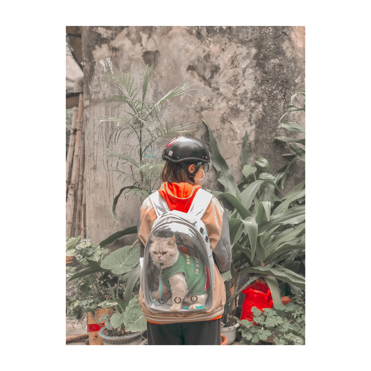 Chính biểu cảm dỗi hờn của chú mèo Tom thu hút sự chú ý của nhiều thành viên trên mạng xã hội, đặc biệt là những bạn trẻ yêu thích mèo.