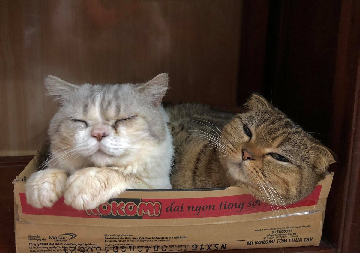 Nhật Hoàng cũng cho biết, vì không ăn được thứ gì mà "quàng thượng" đã dỗi nguyên cả nửa ngày không thèm lại gần.