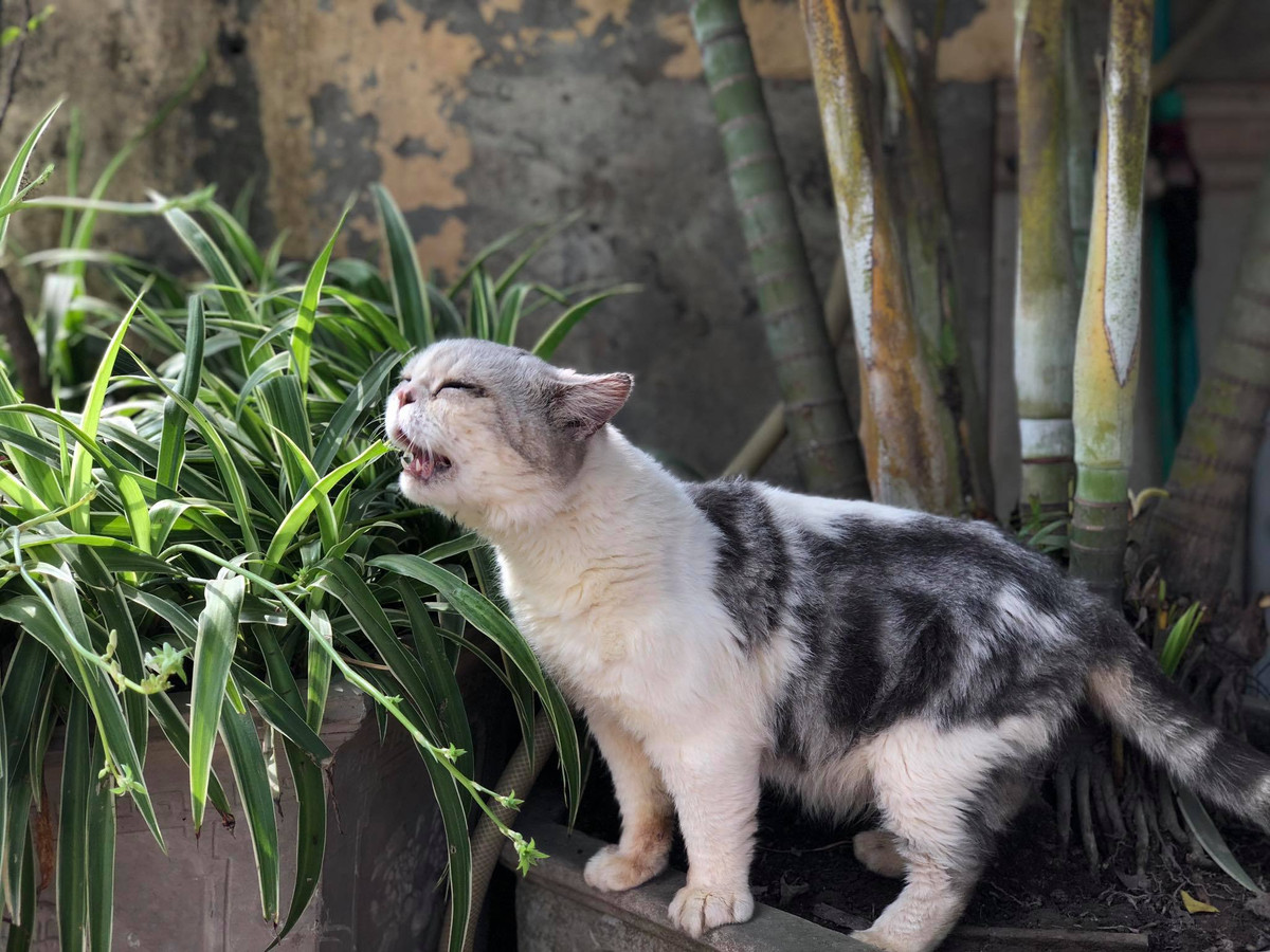 Chia sẻ về những khoảnh khắc của mình, Nhật Hoàng nói: "Bộ ảnh mèo mình chụp ở Linh Đàm lúc với người yêu đang ăn bánh tráng trộn những ngày trước dịch, nó ngửi mà không ăn được bánh tráng nên quay ra dỗi thế. Sau bạn gái mình có cho nó ngửi trứng cút luộc với thịt bò khô thì cũng không ăn"