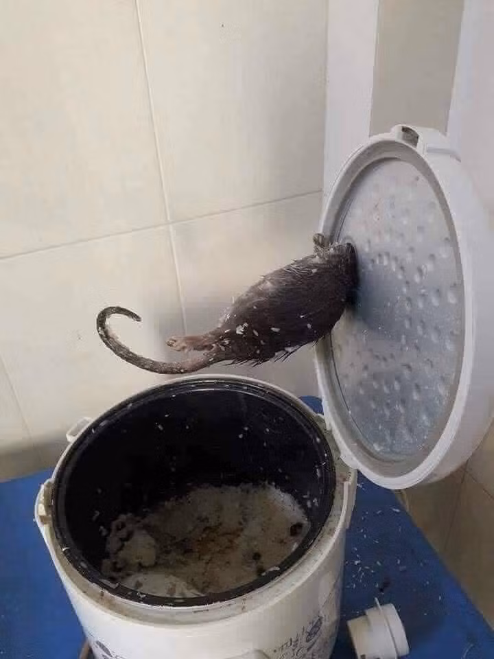 Điển hình như mới đây, một cô nàng vừa mở nồi cơm ra đã giật mình khi thấy một "vị khách" nằm chờ bên trong từ lúc nào.